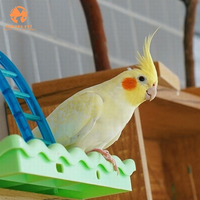 Mua Bán Vẹt Mã Lai: Hướng Dẫn Từ A Đến Z!